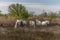 Camargue horses herd feeding in the marshes