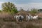 Camargue horses herd feeding in the marshes