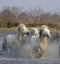 Camargue Horses, Herd Trotting in Swamp, Saintes Marie de la Mer in Camargue, South of France