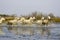 Camargue Horses, Herd Trotting in Swamp, Saintes Marie de la Mer in Camargue, South of France