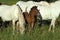 Camargue Horses, Mare and Foal