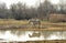 Camargue horses in scenic wetland landsape of nature reserve of river mouth Isonzo