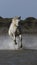 Camargue white horse