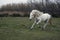 Camargue white horse