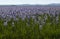 Camas Lily bloom in Centennial Marsh