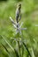 Camassia cusickii cussicks camas ornamental flowering plant in bloom, group of light blue small flowers in bloom