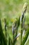 Camassia cusickii cussicks camas ornamental flowering plant in bloom, group of light blue small flowers in bloom