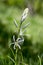 Camassia cusickii cussicks camas ornamental flowering plant in bloom, group of light blue small flowers in bloom