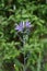 Camassia cusickii in the garden in May. Berlin, Germany