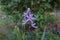 Camassia cusickii in the garden in May. Berlin, Germany