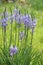 Camassia leichtlinii blue flowers in the Spring