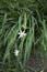 Camassia leichtlinii white flower