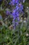 Camassia quamash Blue Camas Cascade Mountain Flower Dreamscape