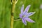 Camassia Sunlight