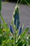 Camassia Tepal Bud Pod