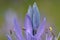 Camassia Tepal Bud Pod