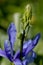 Camassia Tepal Purple Wild Lily