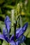 Camassia Tepal Purple Wild Lily
