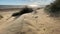 Camber sands East Sussex UK - view of Camber Sand dunes with sky and sea dunes