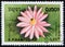 CAMBODIA - CIRCA 1989: stamp shows flowering plant Nymphaea Capensis (Cape blue waterlily)