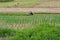 Cambodia, farmer works