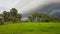 Cambodia. Farmers grow rice near their homes in the city of Siem Reap. Siem Reap province.