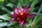 Cambodia. Guzmania lingulata. Siem Reap province.