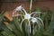 Cambodia. Hymenocallis littoralis flower. Beach spider lily flower. Siem Reap province.