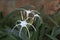 Cambodia. Hymenocallis littoralis flower. Beach spider lily flower. Siem Reap province.