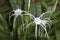 Cambodia. Hymenocallis littoralis flower. Beach spider lily flower. Siem Reap province.