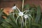 Cambodia. Hymenocallis littoralis flower. Beach spider lily flower. Siem Reap province.