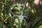 Cambodia. Hymenocallis littoralis flower. Beach spider lily flower. Siem Reap province.