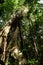 Cambodia island. high tropical tree