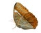 Cambodia Junglequeen butterfly Stichophthalma howqua fascinate