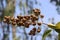 Cambodia. Lagerstroemia speciosa. Siem Reap province.