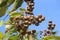 Cambodia. Lagerstroemia speciosa. Siem Reap province.