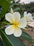 Cambodia latin name Plumeria is a plant originating from Central America. For herbs and ornamental plants