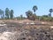 Cambodia rice paddy preparation. Burnt old crop to clear stubble for next rice crop
