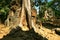 Cambodia\'s temple of Ta Prohm in Angkor Wat