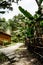 Cambodia. A view a path leading past banana palms