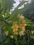 CAMBODIAN FLOWERS BACKGROUND BAMBOO TREES SKY PHOTO TAKEN BY MUDING BADUNG BALI