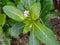 Cambodian flowers that have not yet bloomed