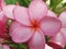 Cambodian flowers are pink in the garden yard of the house