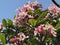 The Cambodian flowers in the yard