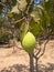 Cambodian green mango growing on a tree