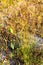 Camcheya Tenuifolia Kerr.flowe blur dry grass