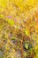 Camcheya Tenuifolia Kerr. flowe blur yellow