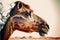 Camel abstract artwork in double exposure of sahara desert