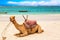 Camel at African sandy Diani beach, Indian ocean in Kenya, African landscape