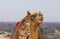 Camel against cityscape of Cairo